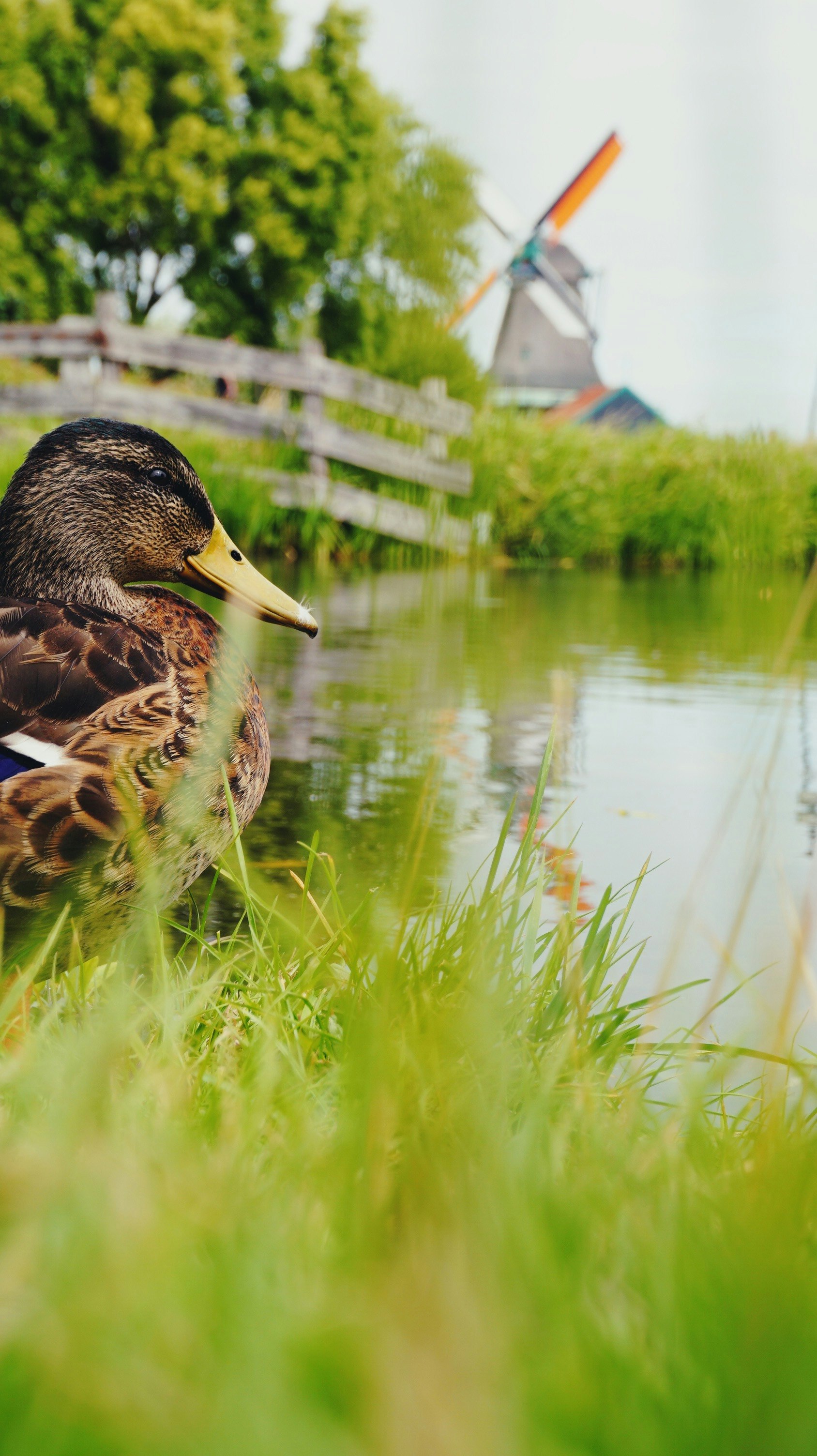 brown and black duck on green grass field near body of water during daytime